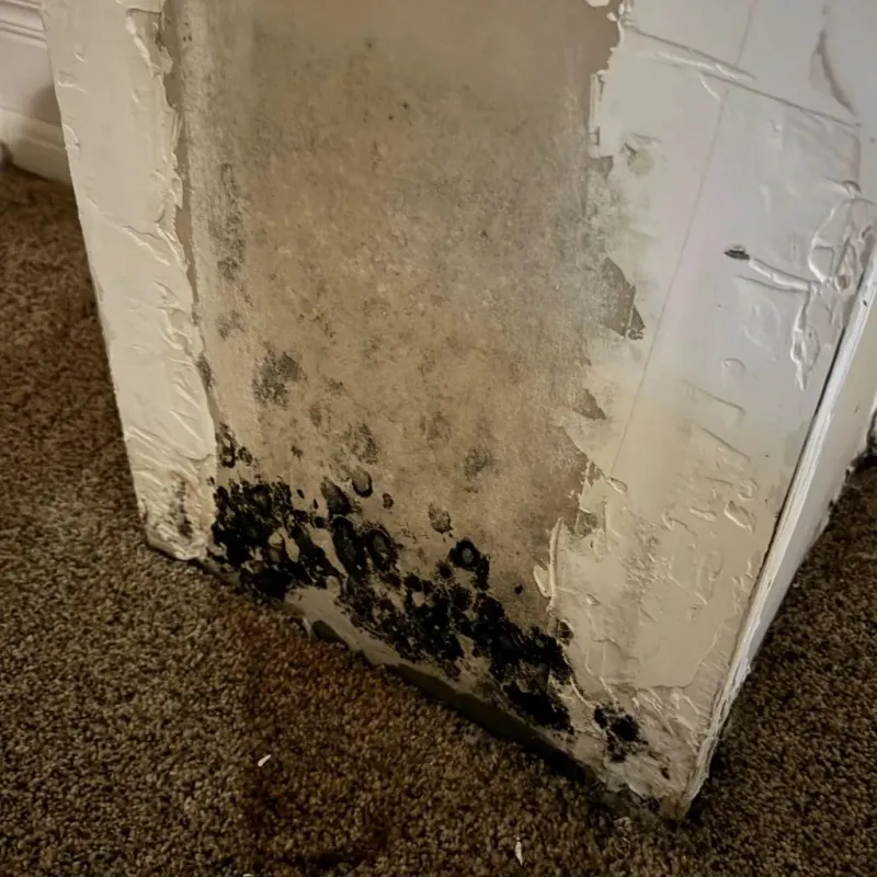 Professional Mold Removal in Marshall County, MS
